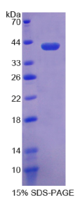 晶状体蛋白λ1(CRYλ1)重组蛋白