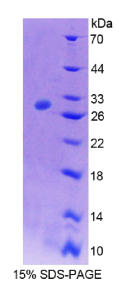 钠/钾离子转运ATP酶β4肽(ATP1β4)重组蛋白