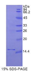 生长分化因子3(GDF3)重组蛋白