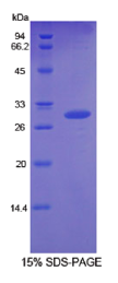 生长分化因子11(GDF11)重组蛋白