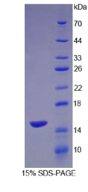 葡萄糖转运蛋白14(GLUT14)重组蛋白