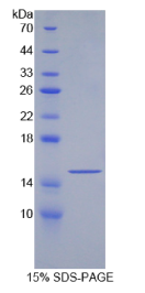 生长分化因子6(GDF6)重组蛋白