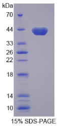 水通道蛋白8(AQP8)重组蛋白