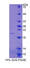 膜联蛋白A4(ANXA4)重组蛋白