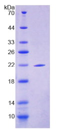 上池蛋白(SBSN)重组蛋白