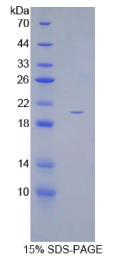 生长分化因子10(GDF10)重组蛋白
