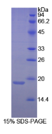 膜联蛋白A4(ANXA4)重组蛋白