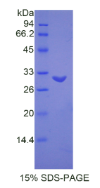 乳脂球表皮生长因子8(MFGE8)重组蛋白