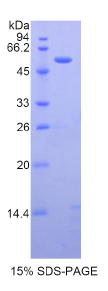 胱天蛋白酶14(CASP14)重组蛋白