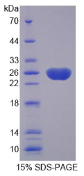 衰老关键蛋白3(FBLN3)重组蛋白