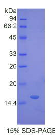 血管内皮生长因子165(VEGF165)重组蛋白