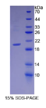 生长分化因子10(GDF10)重组蛋白