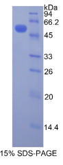 肾损伤分子1(Kim1)重组蛋白