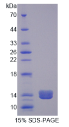 前胶原赖氨酸-2-酮戊二酸-5-双加氧酶1(PLOD2)重组蛋白