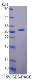 淋巴细胞功能关联抗原1α(LFA1α)重组蛋白