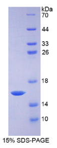 生长分化因子15(GDF15)重组蛋白
