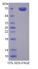 乳脂球表皮生长因子8(MFGE8)重组蛋白