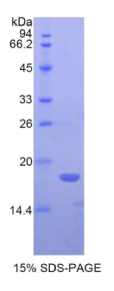 骨形成蛋白6(BMP6)重组蛋白