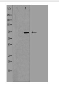 BRF1 Antibody