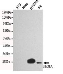 LIN28A Mouse mAb