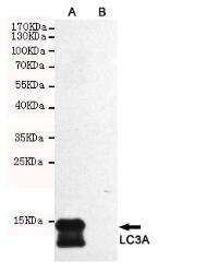 LC3A Mouse mAb