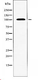 CNNM2 Antibody