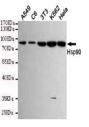 Hsp90 Mouse mAb