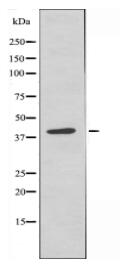 BUB3 Antibody