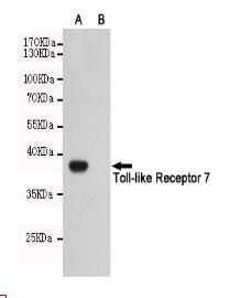 Toll-like Receptor 7 Mouse mAb