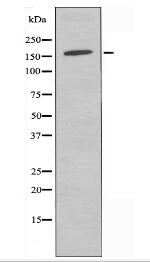 ADCY9 Antibody