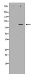 BRAF Antibody