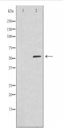 ARHGEF3 Antibody