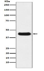 V5-tag Mouse Monoclonal Antibody