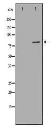 ALOX5 Antibody