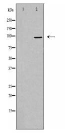 AKAP2 Antibody