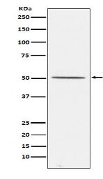 ADRB1 Antibody