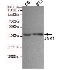 JNK1 Mouse mAb