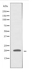 ATP5L2 Antibody