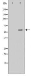 F9 Antibody