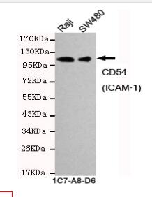 CD54(ICAM-1) Mouse mAb