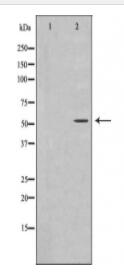 ATF7 Antibody