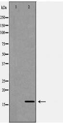 CDA Antibody