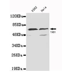 TAB1(N-term) Mouse mAb