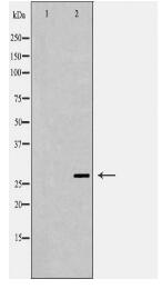 AREG Antibody