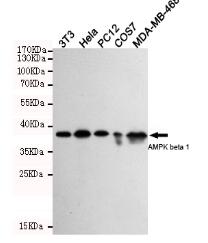 AMPKβ 1 Mouse mAb