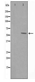 CCT7 Antibody