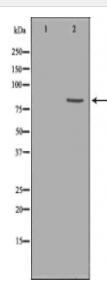 BIP Antibody