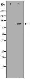 CFB Antibody