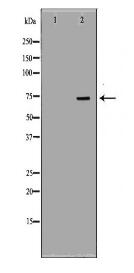 APLP1 Antibody