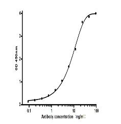 Ferritin Light Chain Mouse mAb